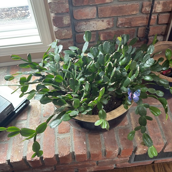 🌱Easter Cactus Plant Cutting - Picture 5 of 5